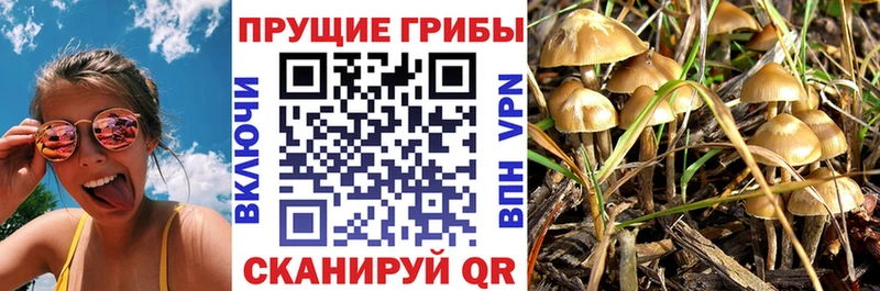 omg сайт  Волгореченск  Галлюциногенные грибы GOLDEN TEACHER 